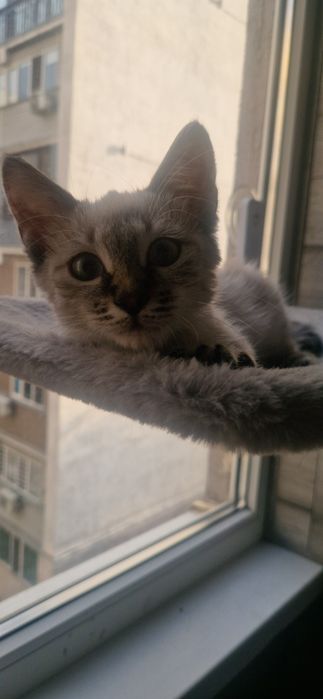 Котенок ищет любящий дом