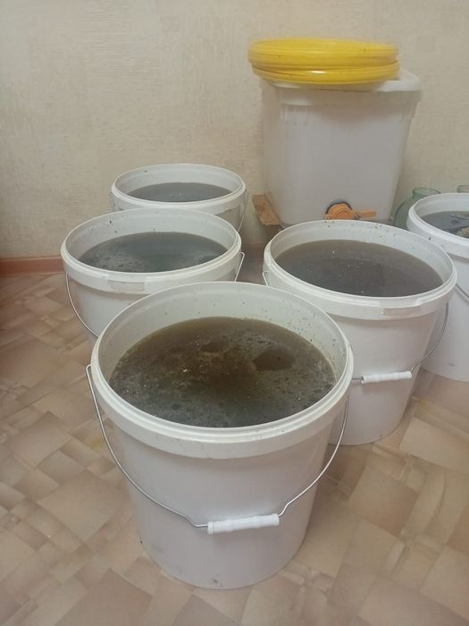 Продам мёд оптом