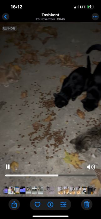 Chiroyli aqlli yoqimtoy mushukchalar hadyaga beriladi