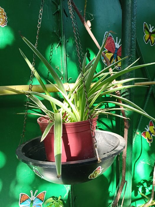 Домашние  цветы из дома Хлорофитум , алоэ , денежное дерево и др