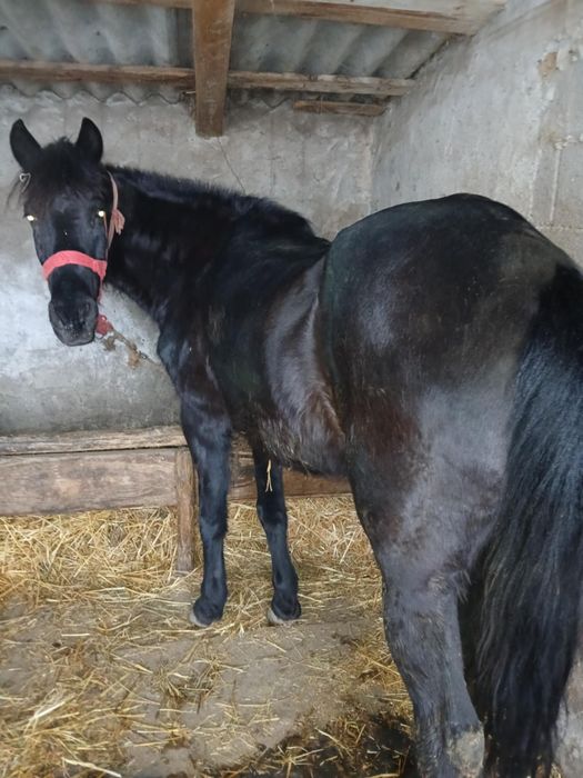 Vând iapă foarte cuminte