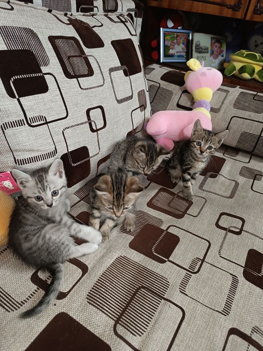 Отдам котят 2 мальчика 2 девочки