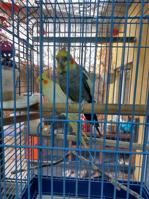 Продам попугаев 2 шт . Корелла ( нимфа)