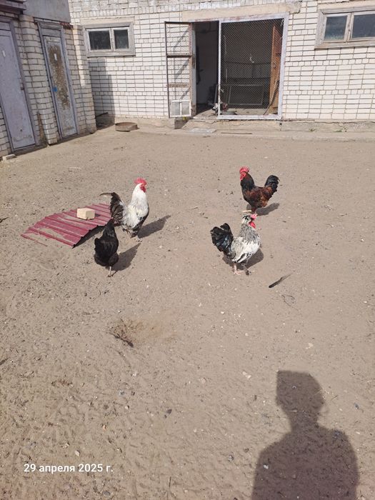 Әтештер сатылады