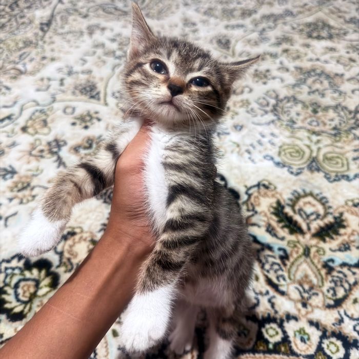 Котенок в хорошие руки