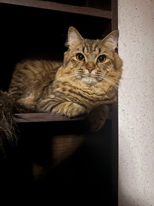 отдаю коту в хорошие руки