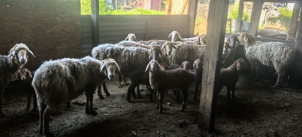 Сатылатын қозылы қойлар бар