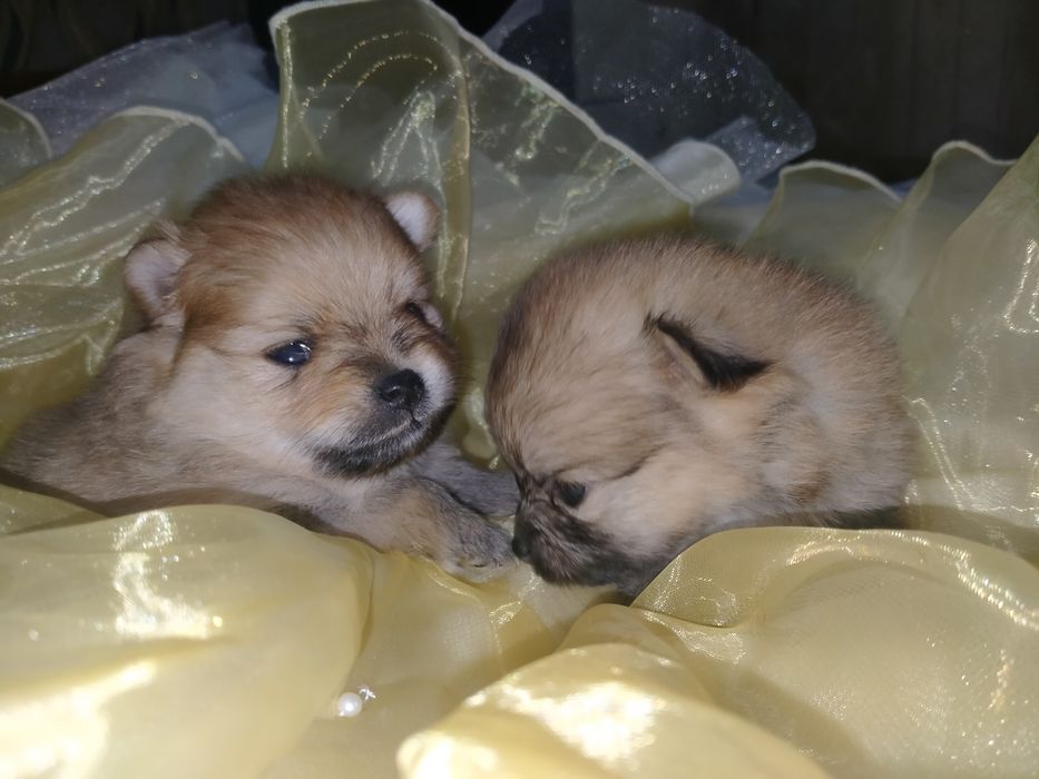 Померанский шпиц