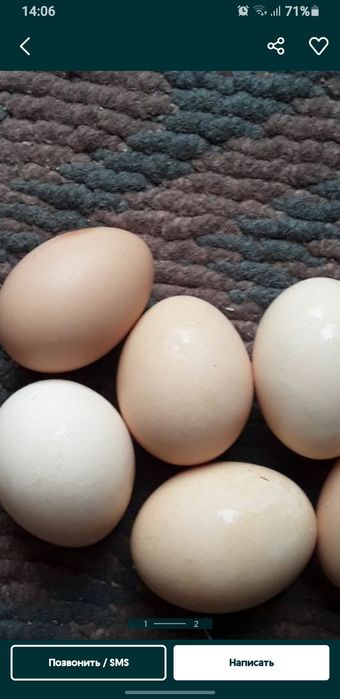 Brama tovuq tuhumlari asl zot