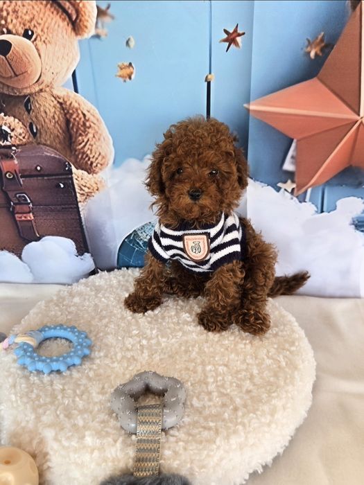 Пудел той/ пудел тийкъп с розословие