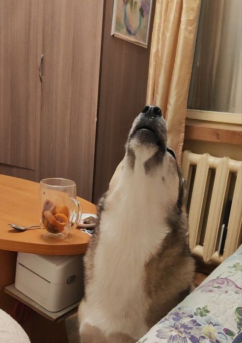 Кобель ЗСЛ на вязку