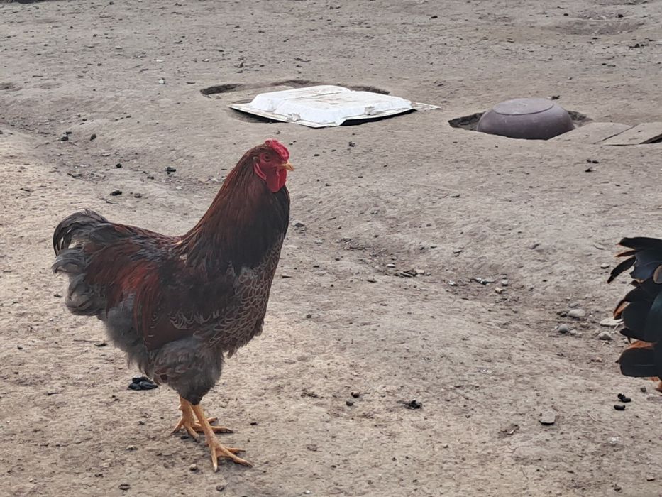 Cocos wyandott rosu albastru tineret