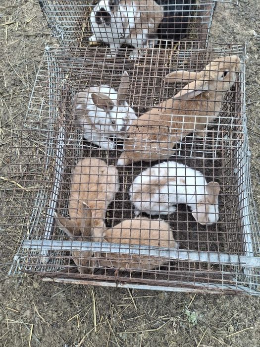 Vand iepruri din diferite rase