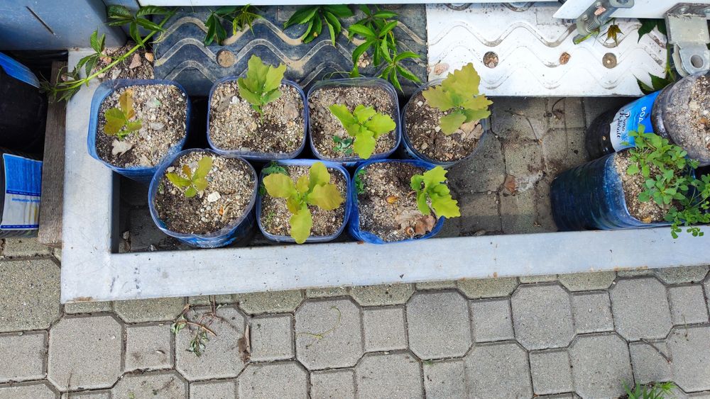 !!!Дуб дерево!!!