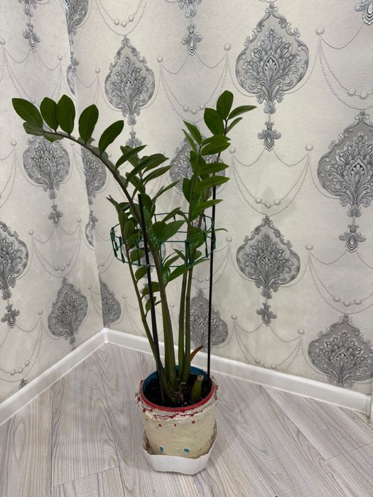 Продам комнатные растения