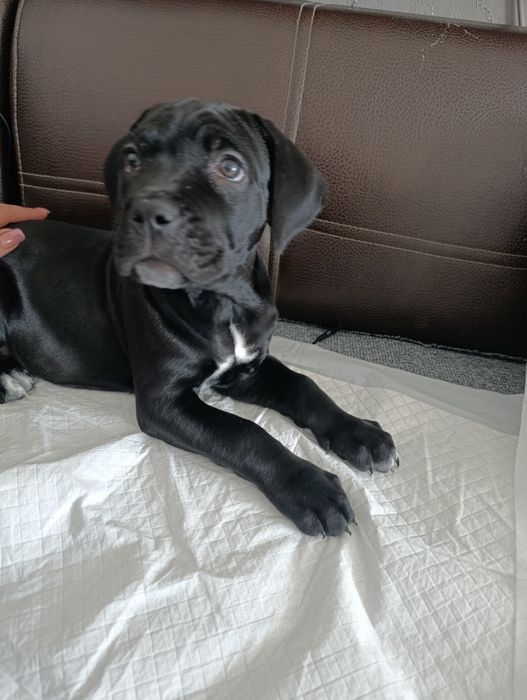 Продается сучка Кане Корса чистая