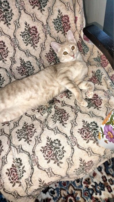 Отдам мальчишку в добрые руки!