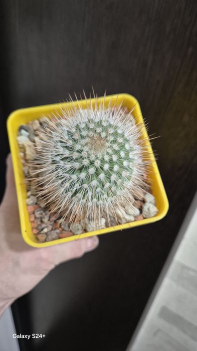 Кактусы домашние, три сорта