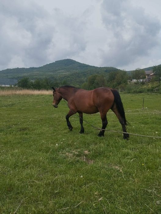 Vând cal iapă este cuminte