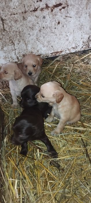 Шенки спаниелья 1 месяц