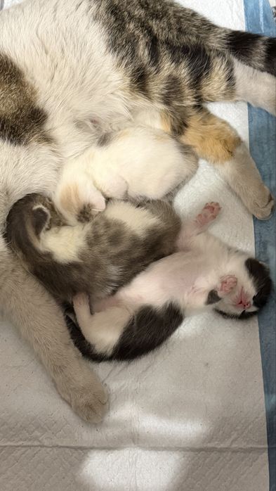 Отдам котят в добрые руки