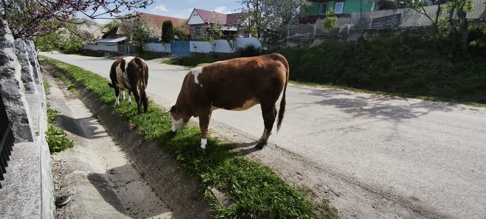 Vând junincă la prima fatare