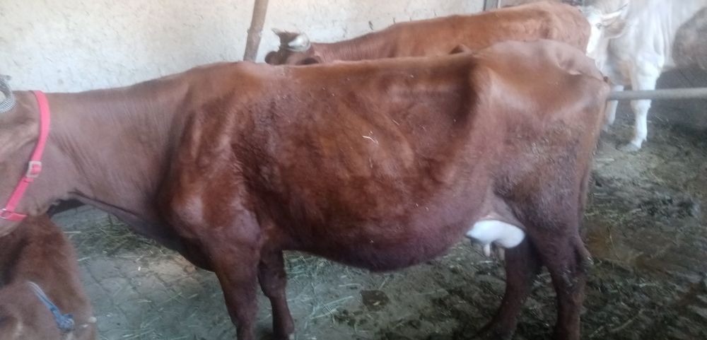 Жондор калсо олдида