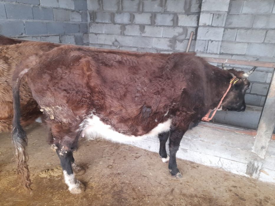 Продам упитанную корову