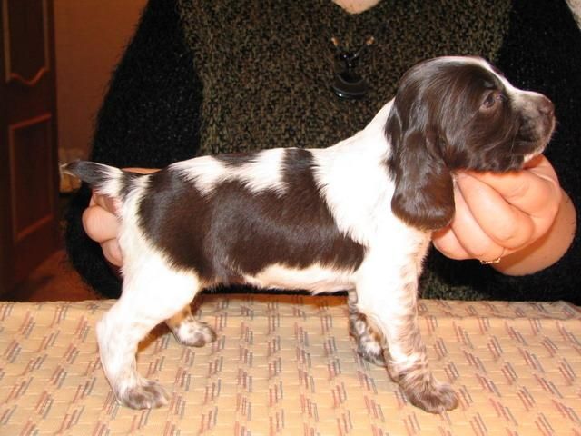 Продам щенков русского спаниеля