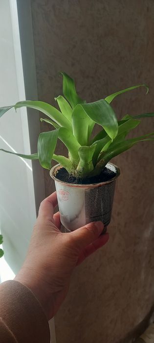 Продам цветущих деток Гузмании