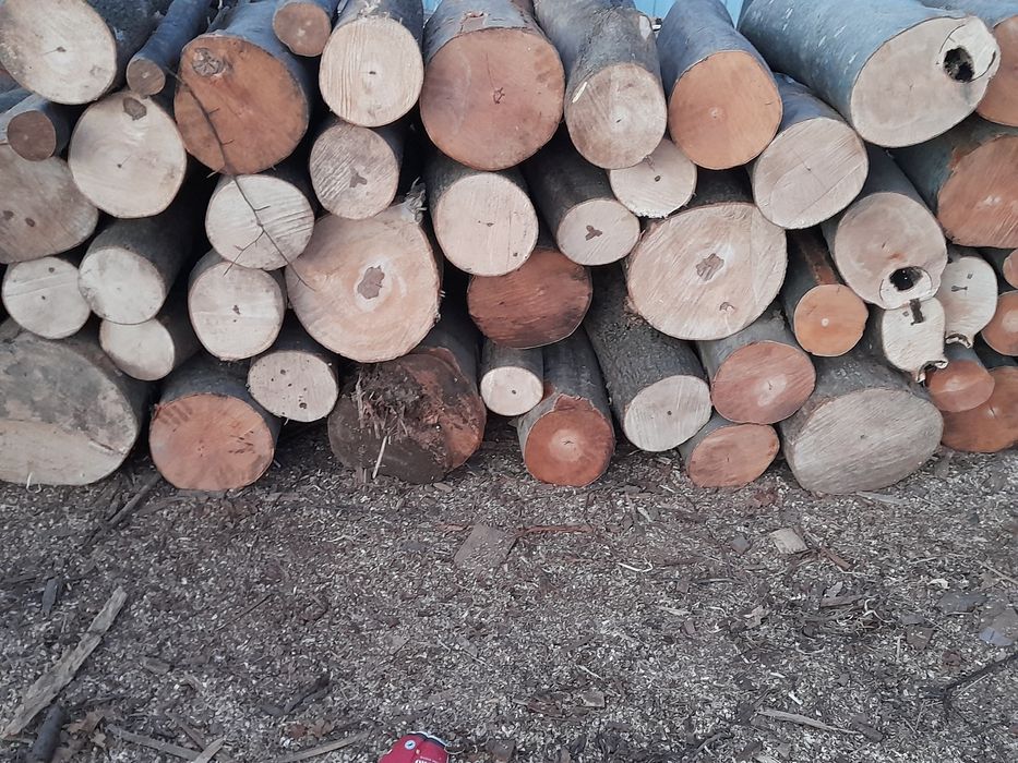 Lemne de foc esente tari