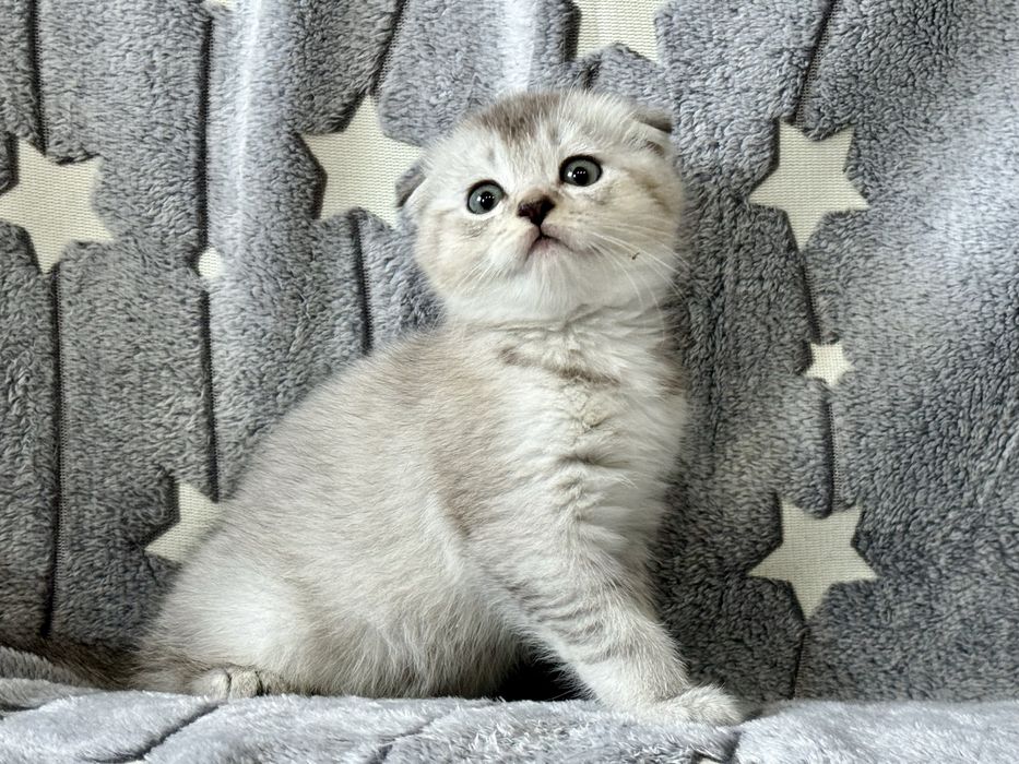Шиншилла золото серебро