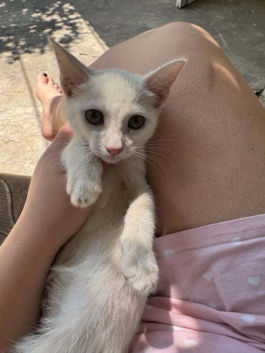 Котята простой породы