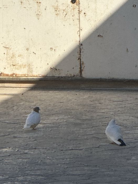 Ак кептер сатылады штуг 3000тг