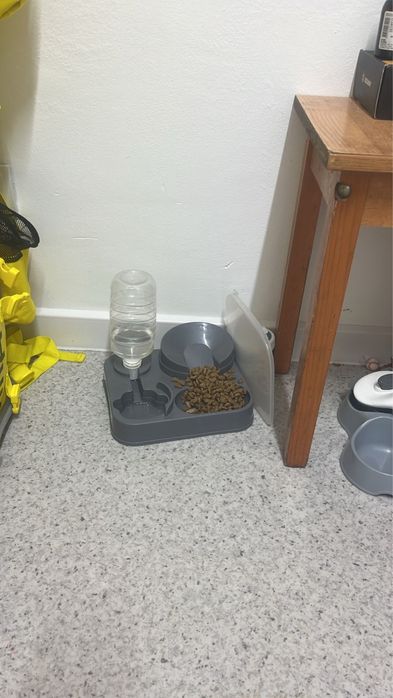 Котята котёнок кот мысык