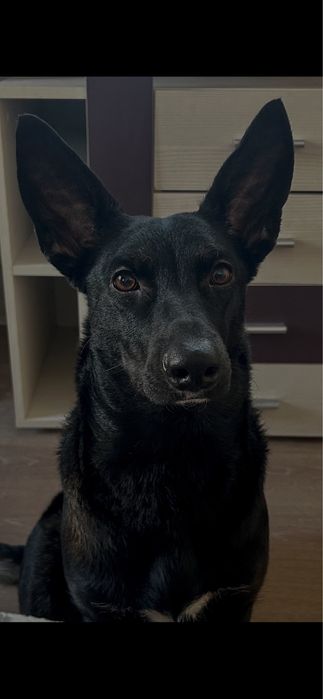 Собака.