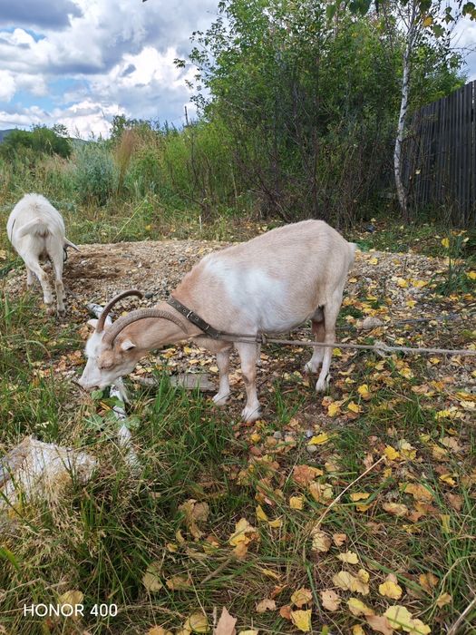 Продам дойную козу с козленком