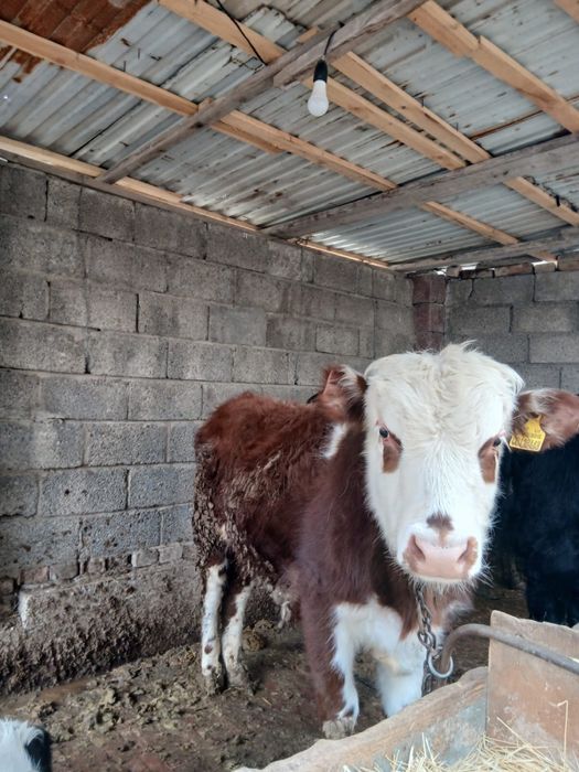 Ақ бас сатылады 9,10 айлық 4 ай откормда тұрған