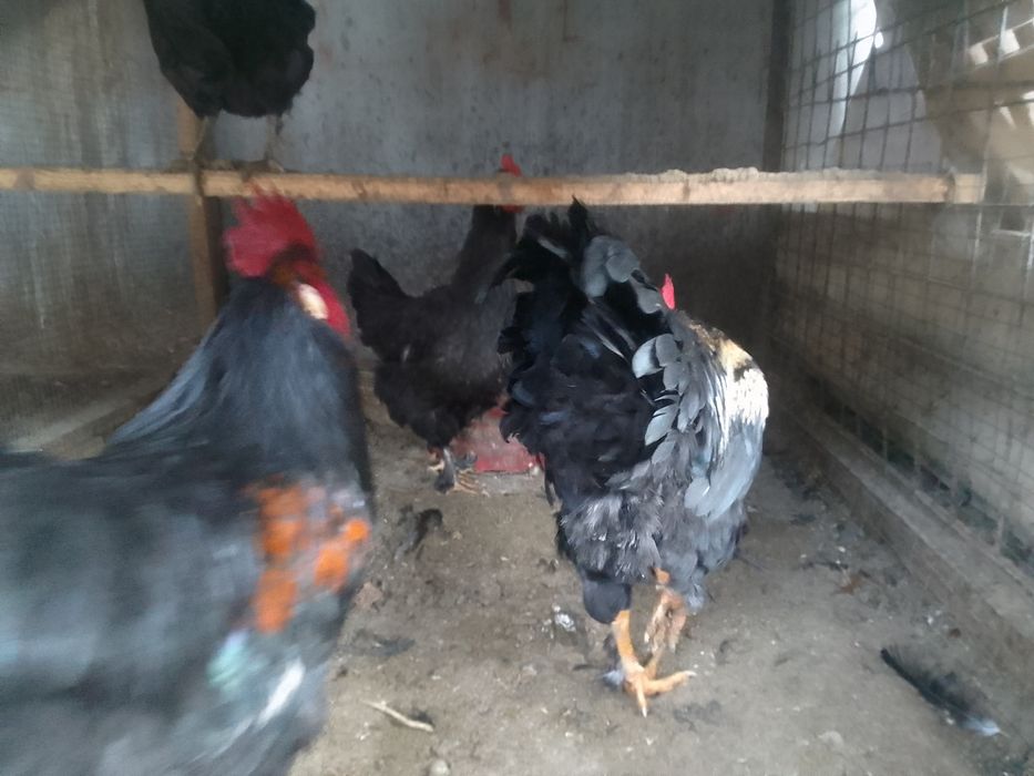 Продам срочно петухи./ 9 месяцев