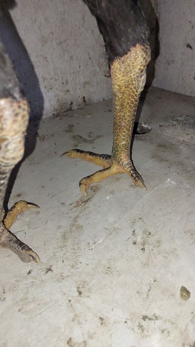 Дакан. Бойцовский петух