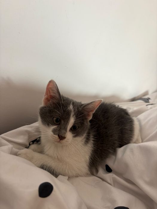 Бесплатно котенок