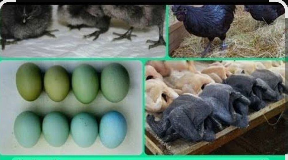 Qora tovuq gowt qora tuxum kok