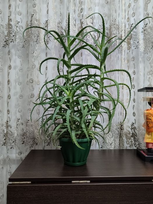 Домашние красивые и большие  комнатные цветы