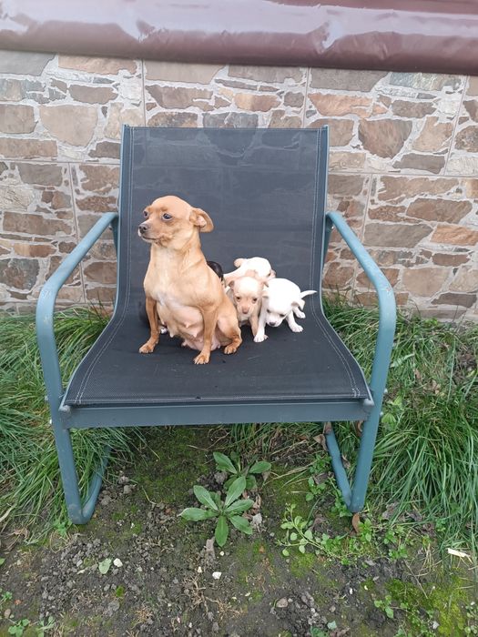 Малки пинчерчета