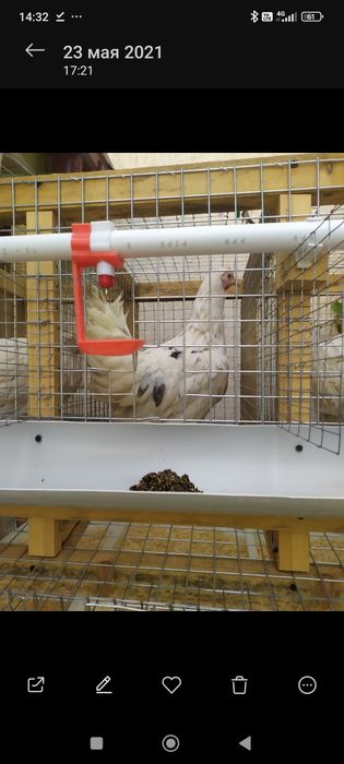 Дамашний тухум Damashniy tuxum