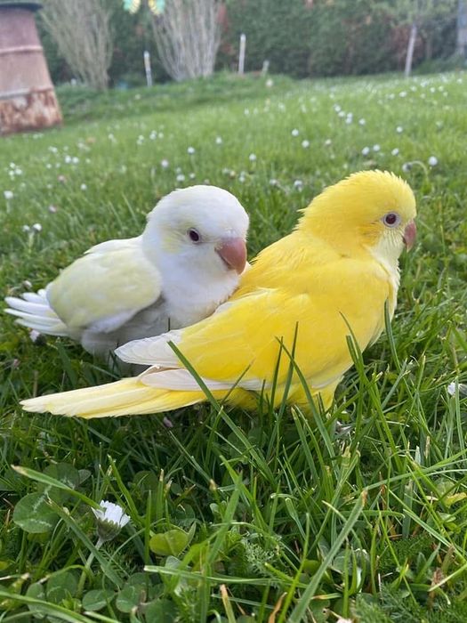 Papagali vorbitori puiuti blanzi micul alexandru calugari