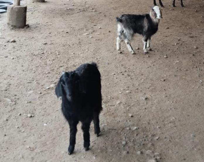 Кошкар сатылады семыз