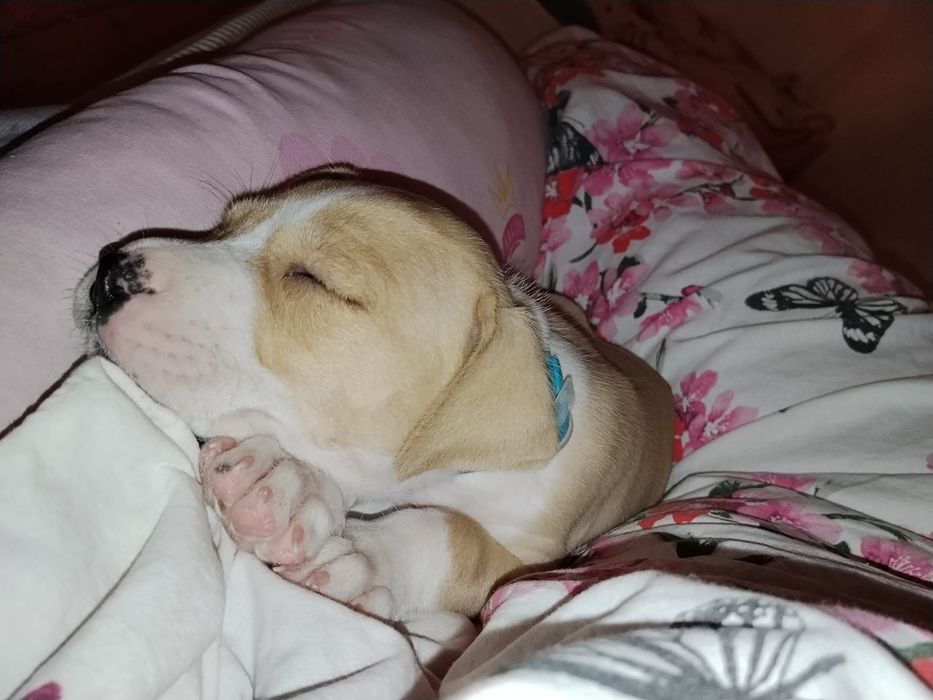 Продам щенка питбуля