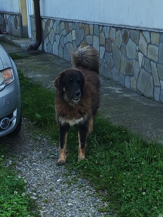 Mastiff Tibetan femelă