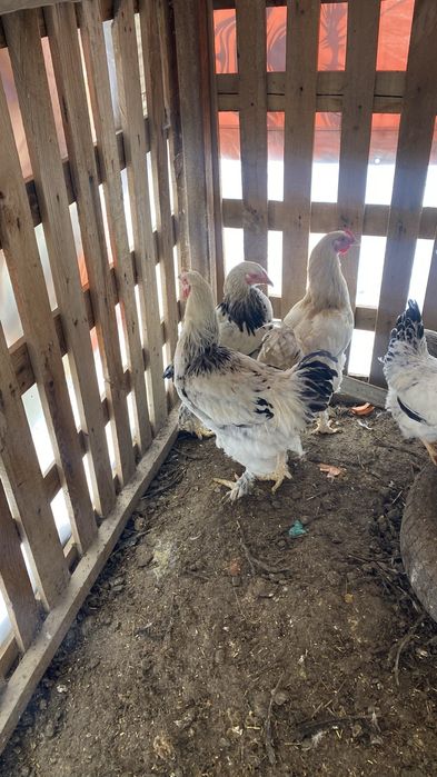 Продам домашних петухов